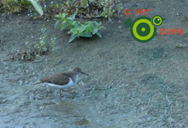 Aves de ciudad – AverAves
